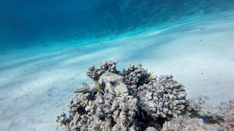 Tauchreise Ägypten 2024/25 – Rückblick