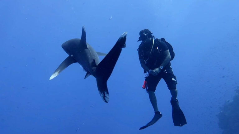 Nicol auf den Azoren – intensiver Haikontakt!